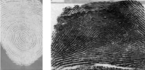 Sample Fingerprint Images.